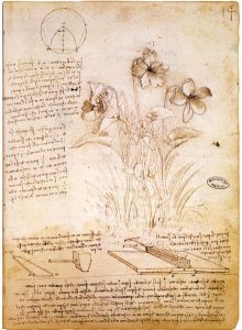 Botany Sketch by Leonardo da Vinci